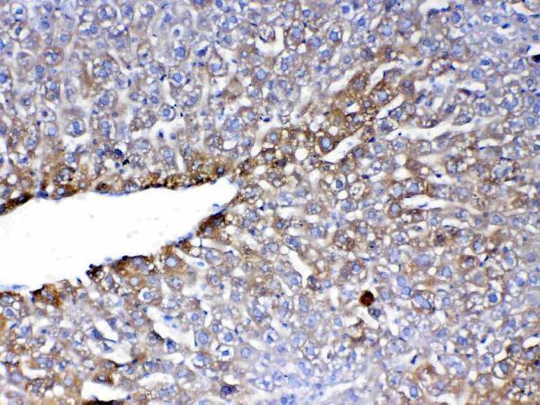 IHC analysis of PON1 using anti-PON1 antibody (A00516)