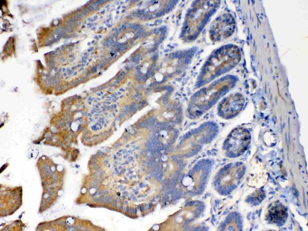 IHC analysis of PON1 using anti-PON1 antibody (A00516)