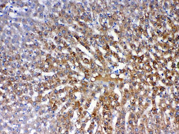 a00516 pon1 primary antibodies ihc testing 4