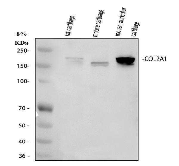 a00517 1 col2a1 primary antibodies wb testing 1