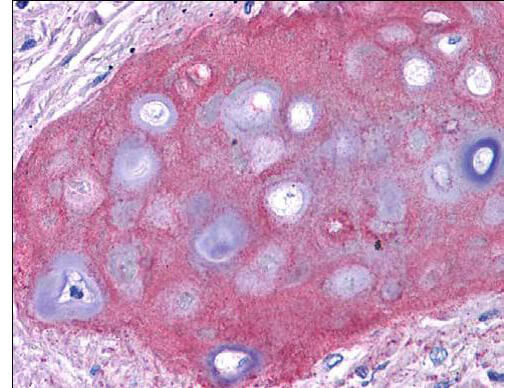 a00517 col2a1 primary antibodies ihc testing 1