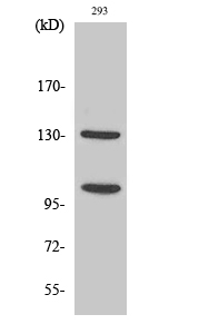 a00518 3 notch2 primary antibodies ihc testing 3