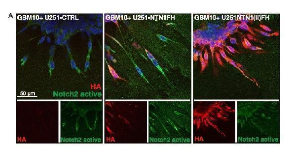 a00518 3 notch2 primary antibodies wb testing 1