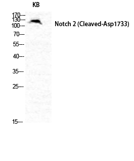 a00518 3 notch2 primary antibodies wb testing 2