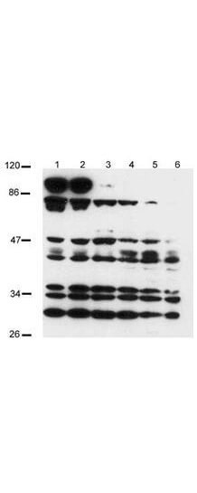 a00518 notch2 primary antibodies wb testing 2