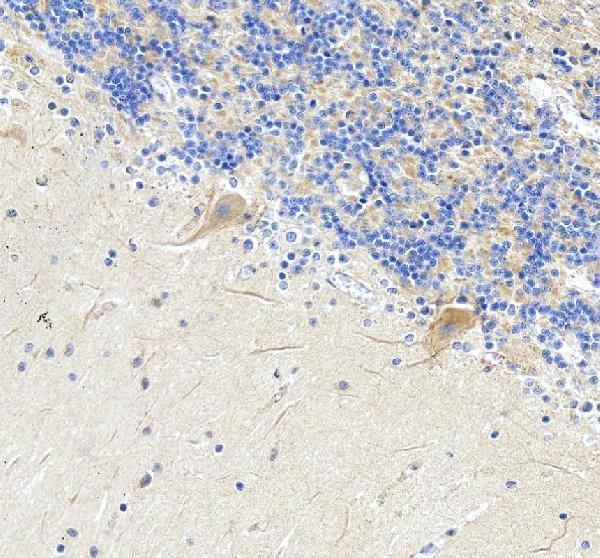 a00519 sacs primary antibodies ihc testing 4