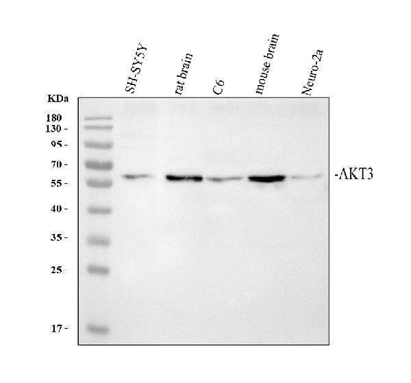 Western blot analysis of AKT3 using anti-AKT3 antibody (A00520-2)