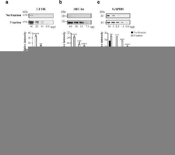 Application of the optimised immunostaining and lectin staining methods