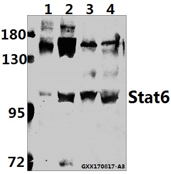 a00523 1 stat6 primary antiboties wb testing 1