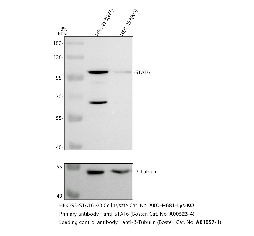 a00523 4 stat6 primary antibodies wb testing 2