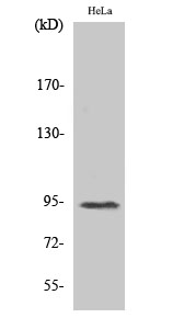 Western Blot analysis of various cells using Phospho-Stat6 (T645) Polyclonal Antibody