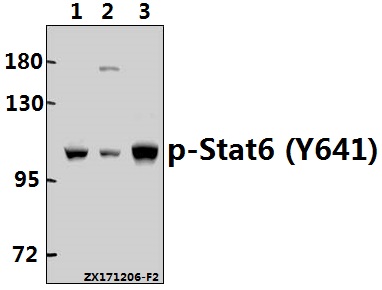 a00523y641 stat6 primary antiboties wb testing 1