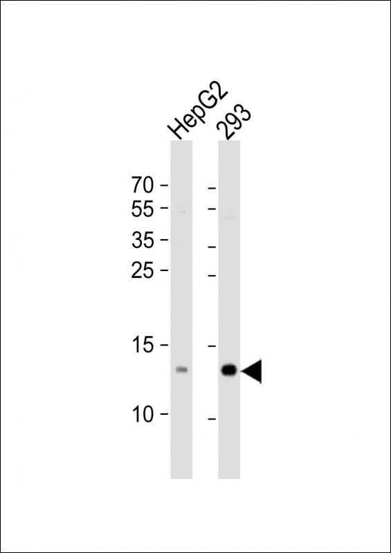 a00524 1 anti rbx1 antibody c term wb testing 2