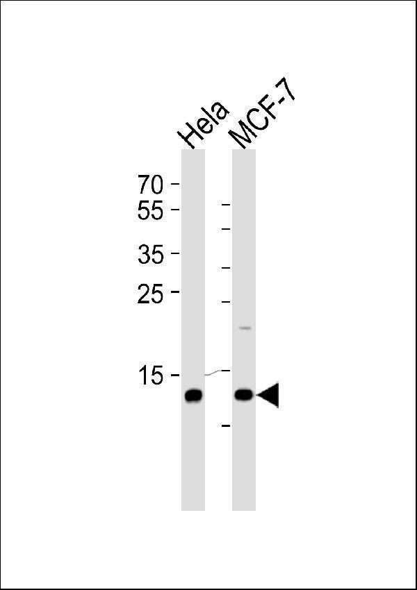 a00524 1 anti rbx1 antibody c term wb testing 3