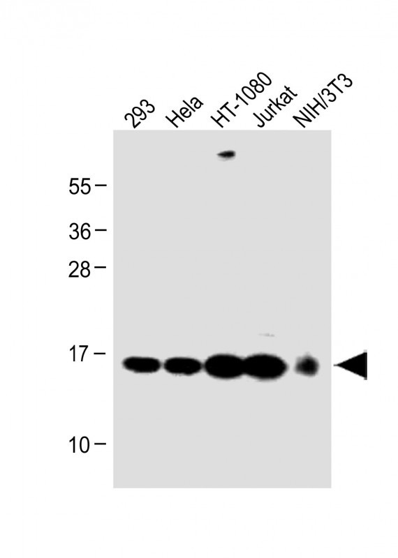 a00524 1 anti rbx1 antibody c term wb testing 4