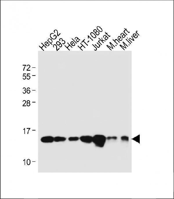 a00524 1 anti rbx1 antibody c term wb testing 5