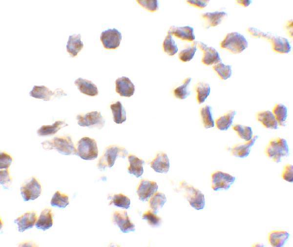 Immunocytochemistry of Ipaf in THP-1 cells with Ipaf antibody at 10 μg/mL