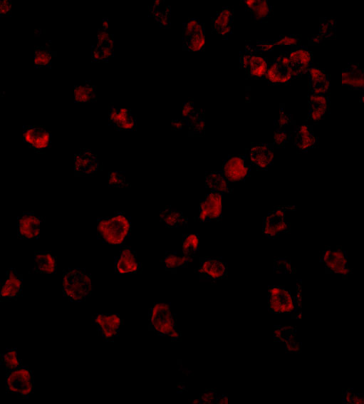 Immunofluorescence of Ipaf in THP1 cells with Ipaf antibody at 10 μg/mL