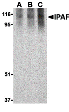 Western blot analysis of Ipaf in human PBL lysate with Ipaf antibody at 0