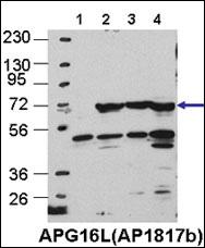 a00526 2 anti atg16l antibody wb testing 2