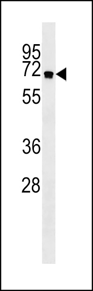 a00526 2 anti atg16l antibody wb testing 4