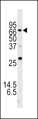 a00526 2 anti atg16l antibody wb testing 5