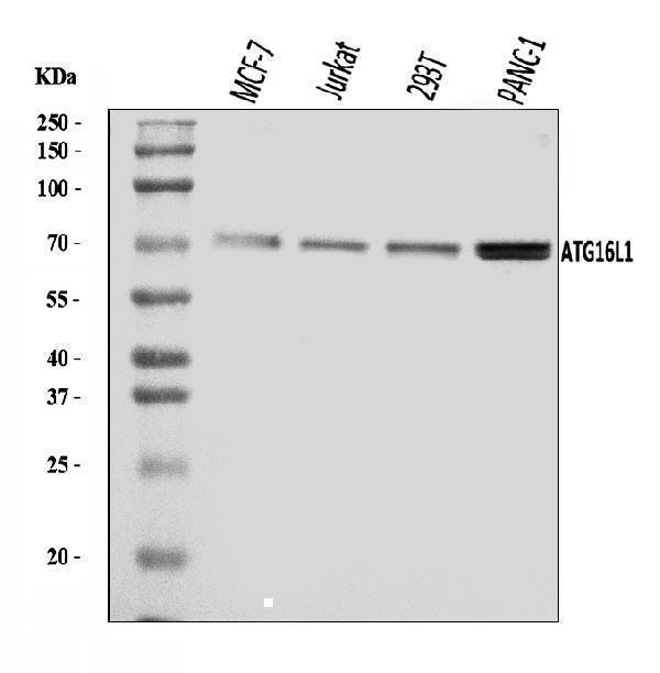  Western blot analysis of ATG16L1 using anti-ATG16L1 antibody (A00526)