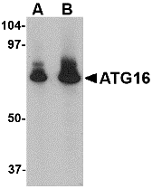 Western blot analysis of ATG16 in HeLa cell lysate with ATG16 antibody at (A) 1 and (B) 2 μg/mL