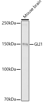 Western blot analysis of extracts of Mouse brain, using GLI1 antibody  at 1:1000 dilution