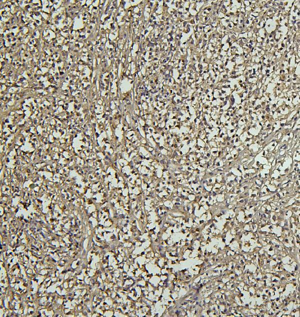 a00529 2 cd69 primary antibodies ihc testing 2