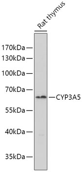Western blot analysis of extracts of various cells, using CYP3A5 antibody