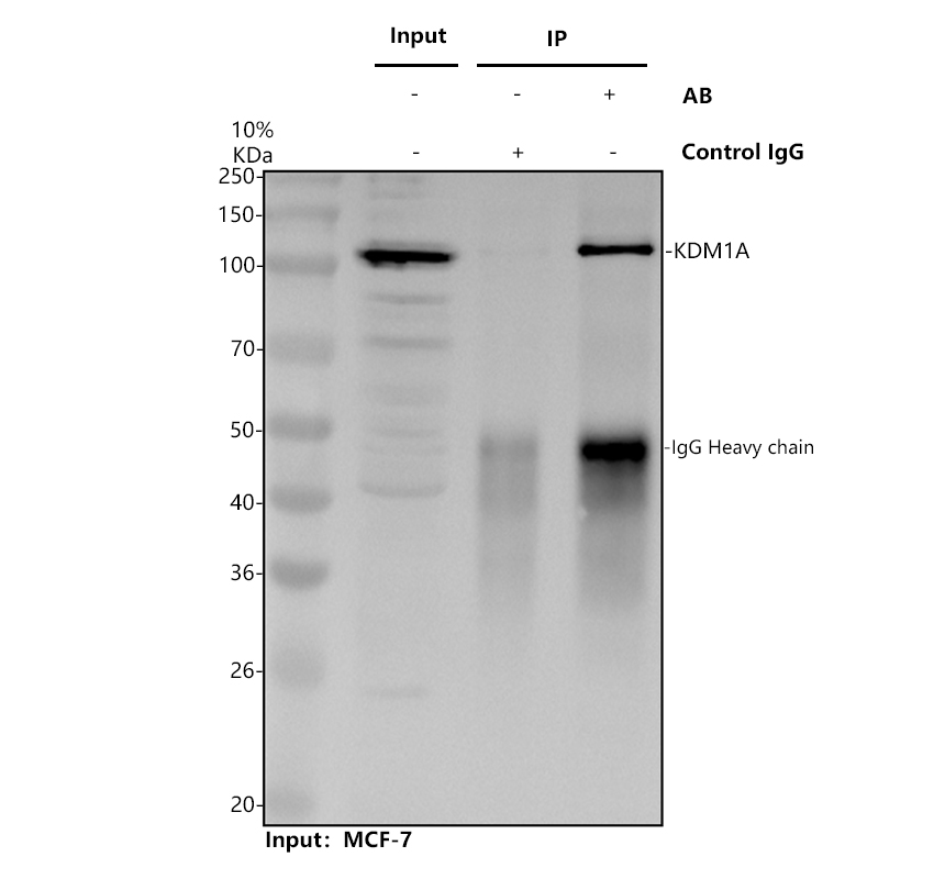 Immunoprecipitating KDM1A in MCF-7 whole cell lysate