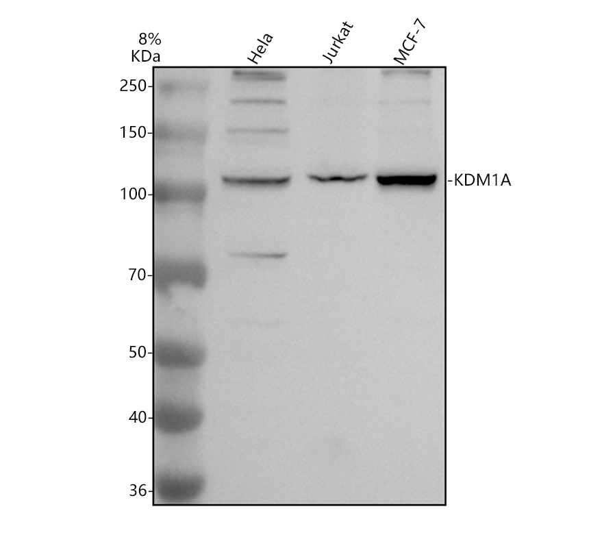 Western blot analysis of KDM1A using anti-KDM1A antibody (A00532-2)