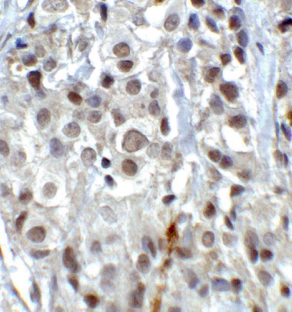 a00532 kdm1 primary antibodies ihc testing 5