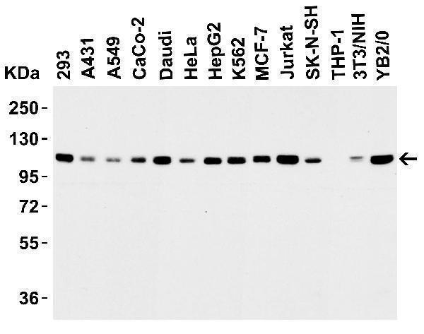 a00532 kdm1 primary antibodies wb testing 1
