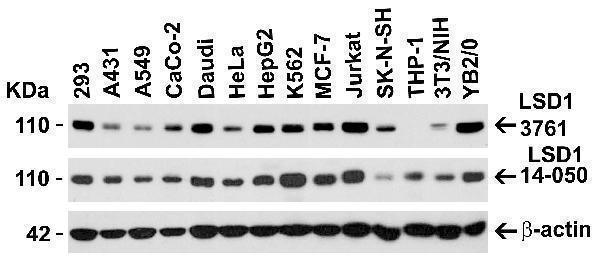 a00532 kdm1 primary antibodies wb testing 2