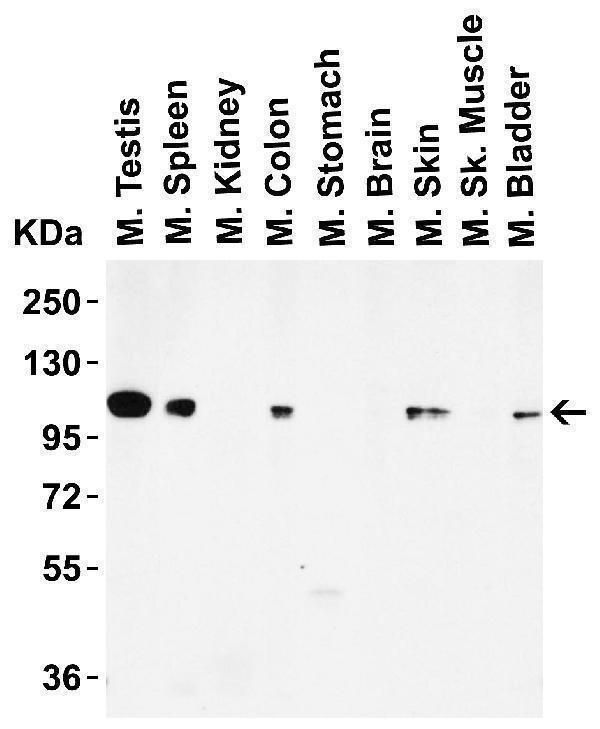 a00532 kdm1 primary antibodies wb testing 3