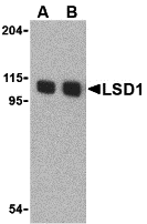 a00532 kdm1 primary antibodies wb testing 4