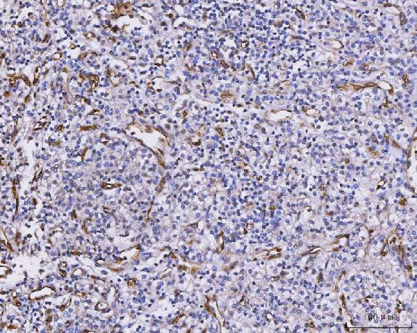  IHC analysis of CXCL1 using anti-CXCL1 antibody (A00533-2)