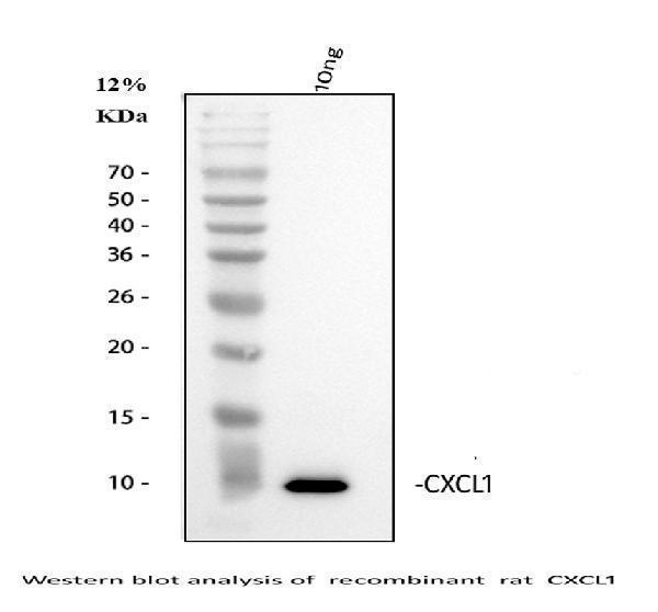a00533 cxcl1 primary antibodies wb testing 1