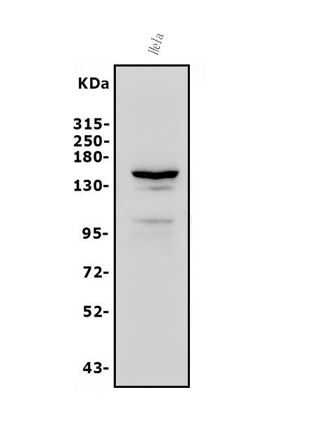  Western blot analysis of FLT1 using anti-FLT1 antibody (A00534-4)