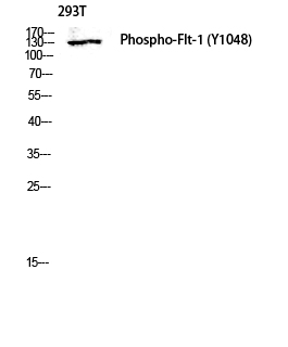 Western blot analysis of 293T lysis using Phospho-Flt-1 (Y1048) antibody