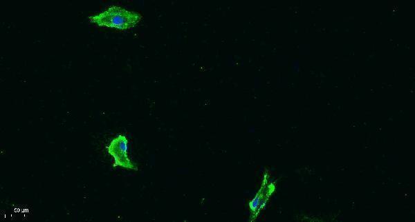 a00534y1333 1 flt1 primary antibodies if testing 5