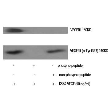 Western Blot analysis of various cells using Phospho-Flt-1 (Y1333) Polyclonal Antibody