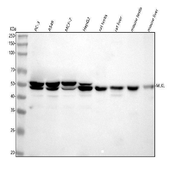  Western blot analysis of MLKL using anti-MLKL antibody (A00535-3)