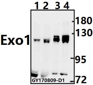 a00536 1 exo1 primary antiboties wb testing 1