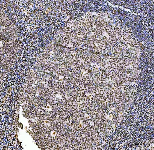 a00536 2 exo1 primary antibodies ihc testing 2