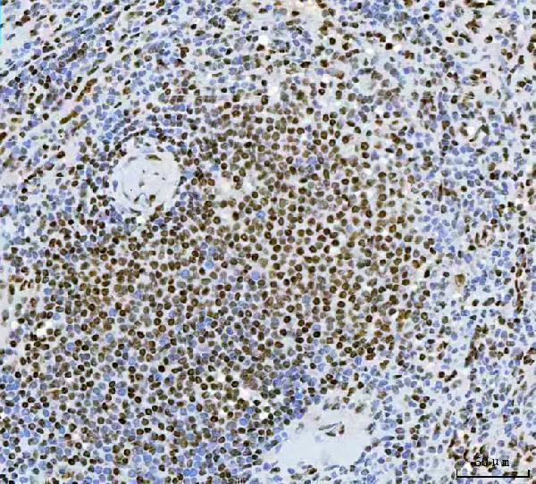 a00536 2 exo1 primary antibodies ihc testing 3