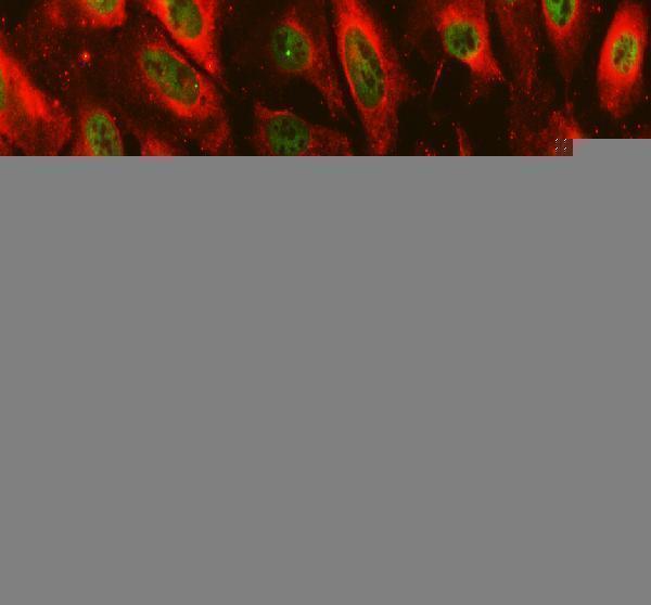 a00536 3 exo1 primary antibodies if testing 1