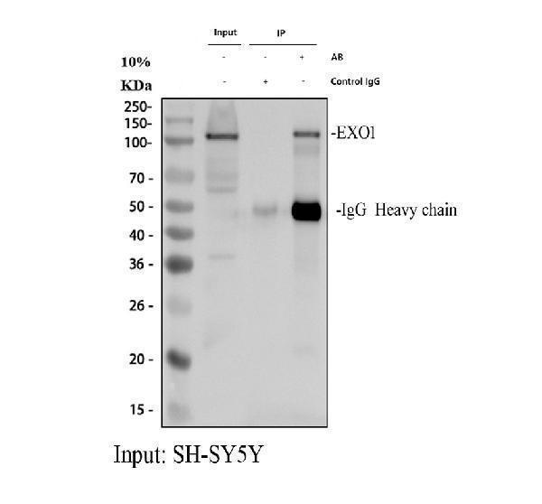 a00536 3 exo1 primary antibodies ip testing 1